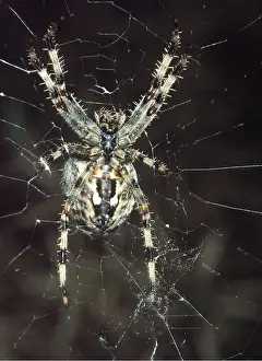 Cobwebs: Garden Cross / Garden Orb-web / Cross SPIDER - male