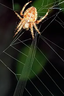 Tugging: Garden Cross / Garden Orb-web / Cross SPIDER - Tugging web