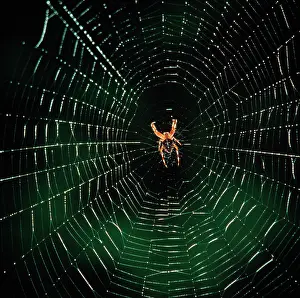 Stefan Meyers: Garden Cross / Garden Orb-web / Cross SPIDER - in web
