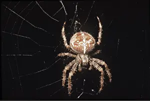 Cobwebs: Garden Cross / Garden Orb-web / Cross SPIDER - on web