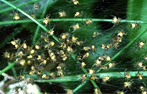 Cobwebs: Garden Cross / Garden Orb-web / Cross SPIDER - young