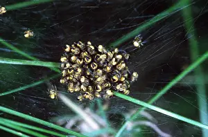 Cobwebs: Garden Cross / Garden Orb-web / Cross SPIDER - young