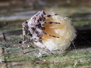 Guarding: Garden Cross Spider - female guarding egg sac - UK