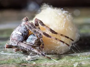 Guarding: Garden Cross Spider - female guarding egg sac - UK