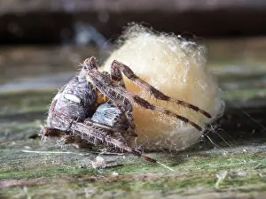 Guarding: Garden Cross Spider - female guarding egg sac - UK