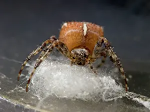 Preparing: Garden Cross Spider - female preparing support for egg sac