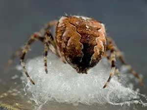 Preparing: Garden Cross Spider - female preparing support for egg sac