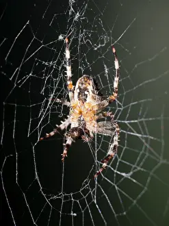 Steve Downer: Garden Cross Spider - on web - UK