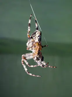 Steve Downer: Garden Cross Spider - on web - UK