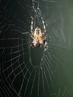 Steve Downer: Garden Cross Spider - on web - UK