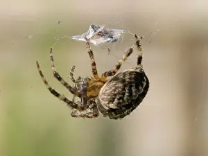 Wrapping: Garden Cross Spider - on web wrapping prey