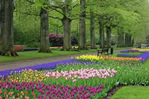Daffodils: Garden of daffodils, tulips, and hyacinth