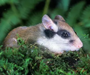 Quercinus: Garden Dormouse