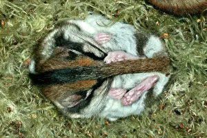 Dormice: Garden Dormouse
