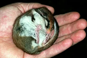 Dormice: Garden Dormouse