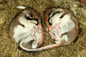 Dormice: Garden Dormouse - two