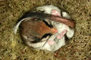 Dormice: Garden Dormouse
