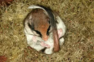 Dormice: Garden Dormouse