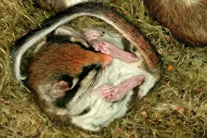 Dormice: Garden Dormouse