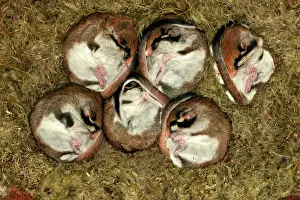 Dormice: Garden Dormouse - six