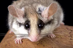 Libya: Garden dormouse (Eliomys melanurus), Egypt