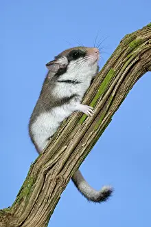 Dormouse: Garden Dormouse (eliomys quercinus), Adult