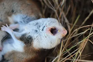 Hibernation: Garden dormouse (Eliomys quercinus) in lethargy