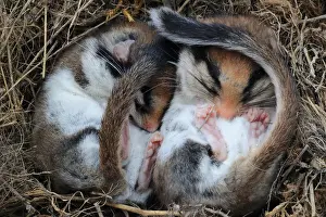 Hibernation: Garden dormouse (Eliomys quercinus) in lethargy