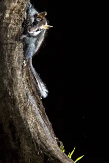 Dormouse: Garden dormouse (Eliomys quercinus) at night, Colmenar