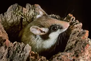 Emerge: Garden Dormouse - emerging from hole in log