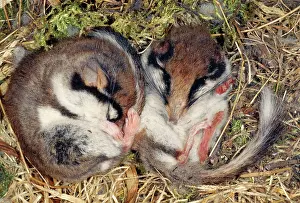 Quercinus: GARDEN DORMOUSE - two hibernating