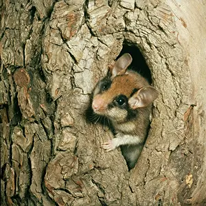 Dormice: GARDEN DORMOUSE - looks out of hole