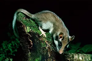Garden Dormouse at night in garden