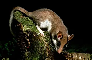GARDEN DORMOUSE - At night, on mossy log