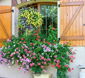 Flourished: Garden flowers and flourished house, Alsace, France