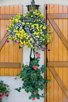 Basket: Garden flowers and flourished house, Alsace, France