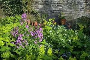 Honesty: Garden Flowers - With Honesty
