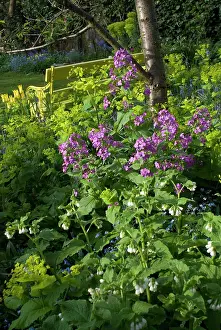 Honesty: Garden Flowers - With Honesty
