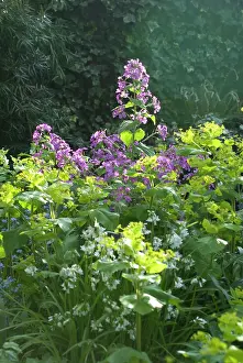 Honesty: Garden Flowers - Honesty