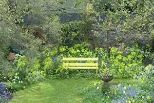 Smyrnium: Garden Flowers including Smyrnium perfoliatum behind