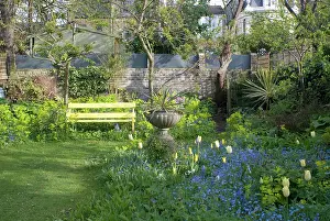 Smyrnium: Garden Flowers including Smyrnium perfoliatum behind bench