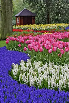 Lisse: Garden of grape hyacinth, hyacinth and tulips