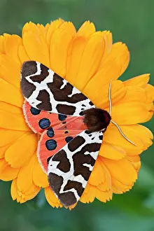 Arctia: Garden / Great Tiger Moth