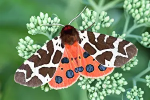 Sedum: Garden / Great Tiger Moth