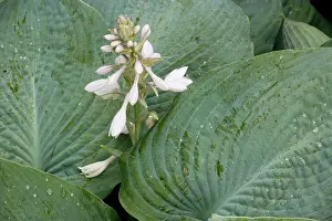 Hosta: A garden hosta in flower