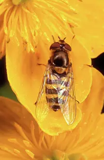 Hoverflies: Garden HOVERFLY