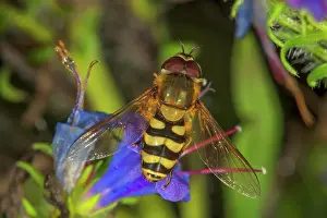 Ribesii: Garden hoverfly (Syrphus ribesii) male on blue viper's