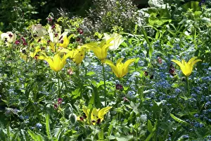 Nots: Garden - Lily flowering West Point Tulips amongst