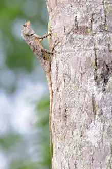 Concealment: Garden Lizard