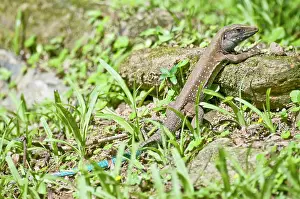 Ameiva: Garden Lizard - sunbathing